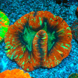 TC Trachyphyllia Ultra