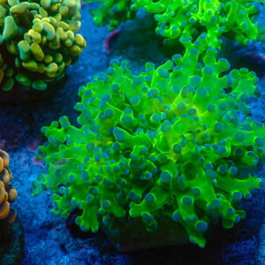 TC Euphyllia paradivisa Toxic Green Doble cabeza