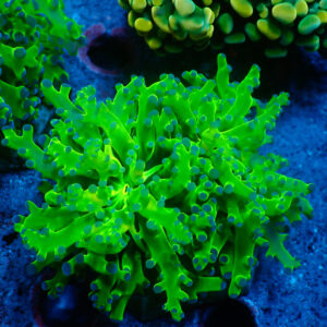TC Euphyllia paradivisa Toxic Green doble cabeza